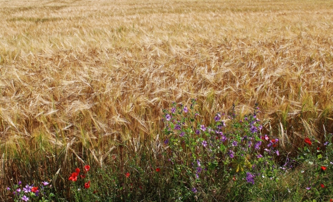 Campo di grano, papaveri e fiordalisi