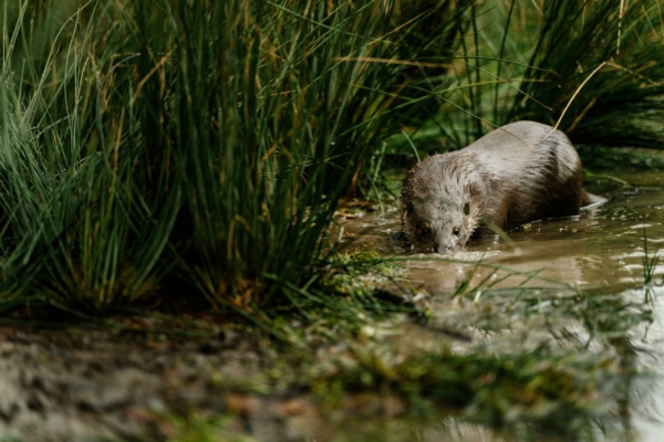 Lontra