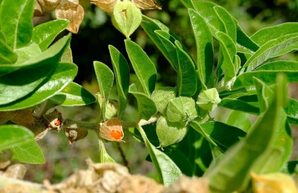 Ginseng Indiano