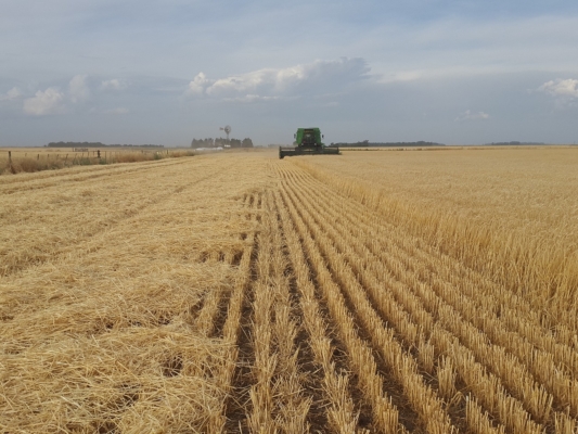 Terreno agricolo